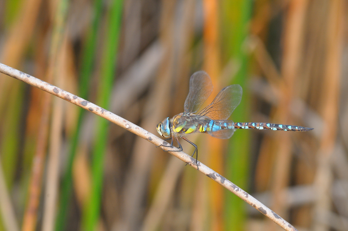 Aeshna mixta